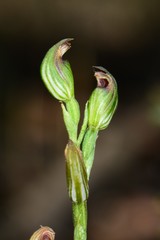 Pterostylis rubescens