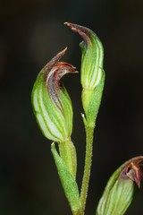 Pterostylis rubescens
