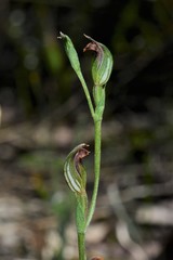 Pterostylis rubescens