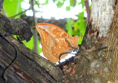 Opsiphanes boisduvallii