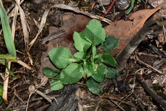 Pterostylis rubescens