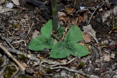 Pterostylis rubescens