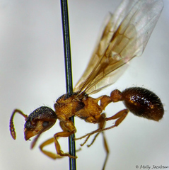 Myrmica spatulata