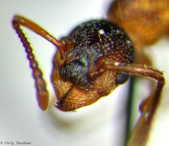 Myrmica spatulata