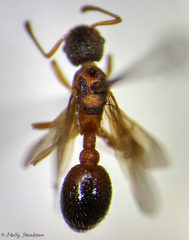 Myrmica spatulata