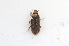 Heterocerus fusculus