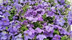 Petunia × atkinsiana