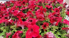 Petunia × atkinsiana