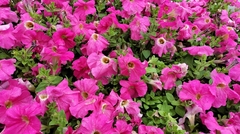 Petunia × atkinsiana