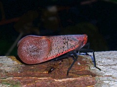 Scamandra