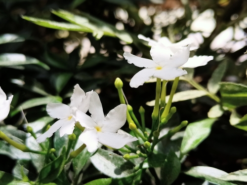 Tabernaemontana divaricata