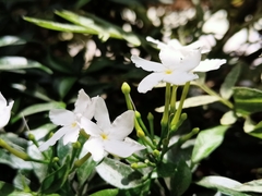 Tabernaemontana divaricata