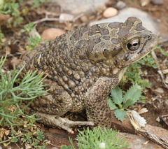 Sclerophrys mauritanica