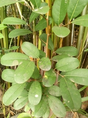 Sonneratia caseolaris