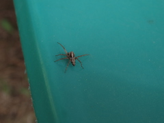 Alopecosa licenti