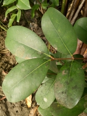 Sonneratia caseolaris