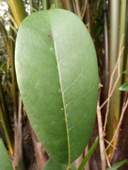 Sonneratia caseolaris