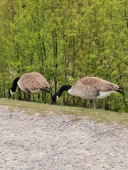 Branta canadensis