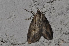 Chesias isabella