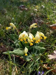 Primula veris