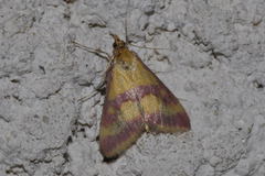 Pyrausta sanguinalis