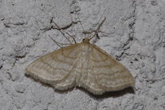 Idaea macilentaria