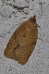 Clepsis consimilana