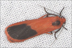 Scoliacma bicolora