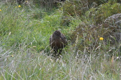 Gallirallus australis hectori