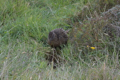 Gallirallus australis hectori
