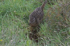 Gallirallus australis hectori