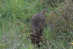 Gallirallus australis hectori