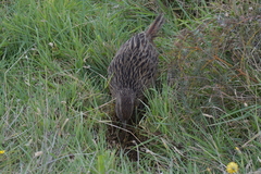 Gallirallus australis hectori