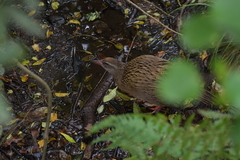 Gallirallus australis hectori