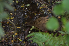 Gallirallus australis hectori