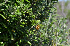 Corokia macrocarpa