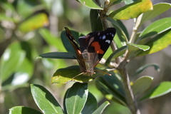 Vanessa gonerilla ida