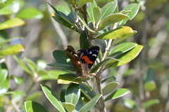 Vanessa gonerilla ida