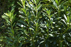 Pseudopanax chathamicus