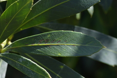 Pseudopanax chathamicus