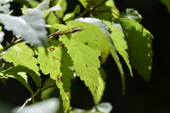 Plagianthus regius chathamicus