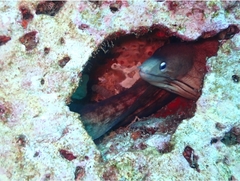 Gymnothorax nubilus