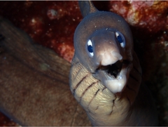 Gymnothorax nubilus