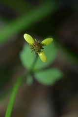 Ranunculus reflexus