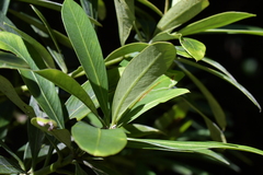 Pseudopanax chathamicus