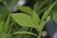 Melicytus chathamicus