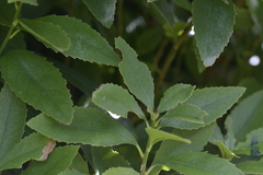 Melicytus chathamicus