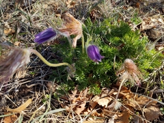 Pulsatilla vulgaris
