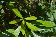Pseudopanax chathamicus