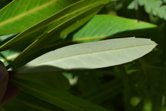 Pseudopanax chathamicus